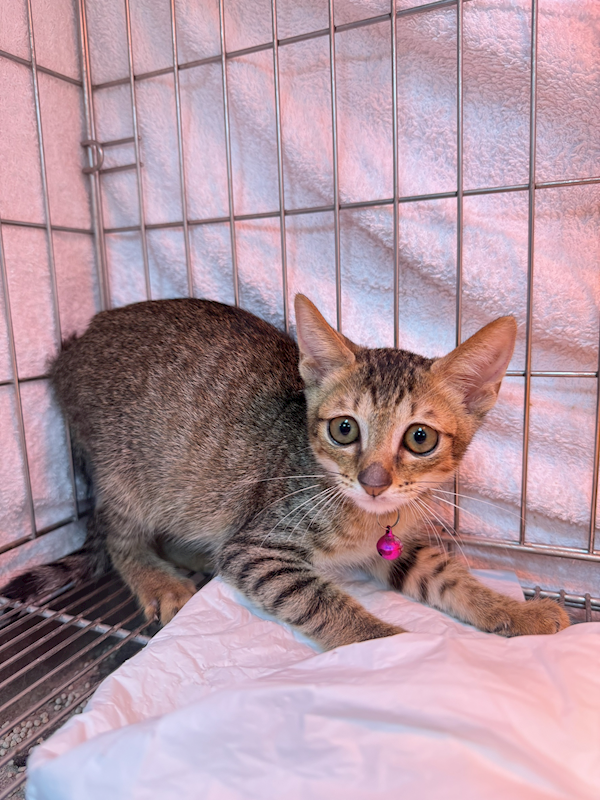 新北市八里區公立動物之家,編號:425300, 混種貓                 