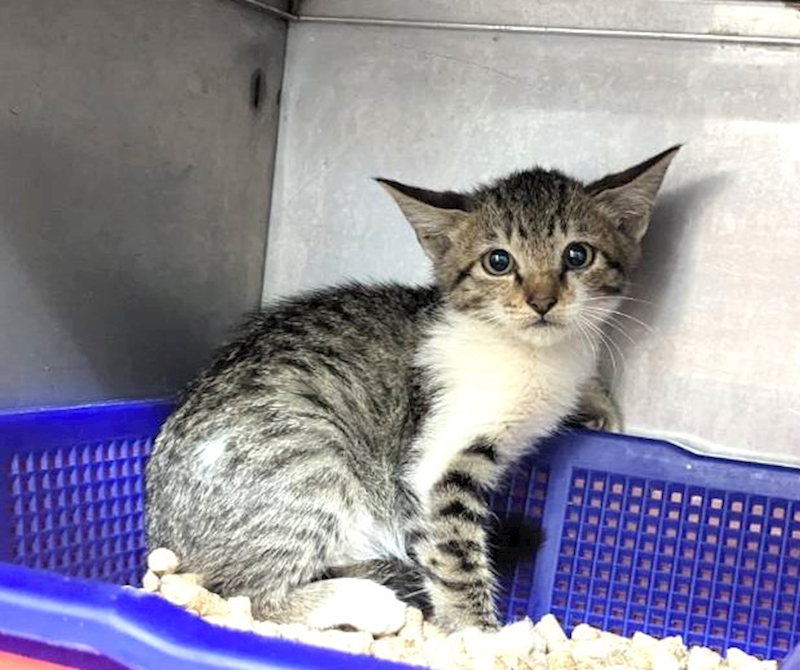 新竹縣動物保護教育園區,編號:431923, 混種貓                 