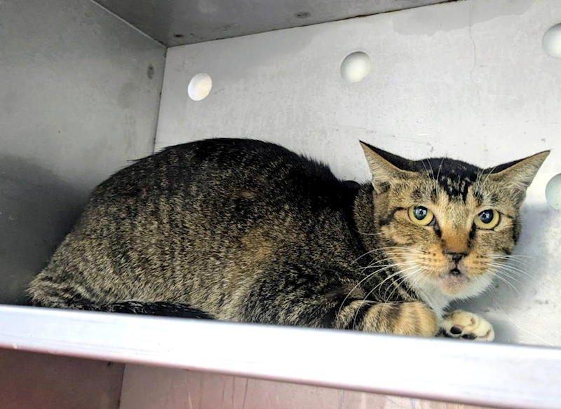 新竹縣動物保護教育園區,編號:431887, 混種貓                 