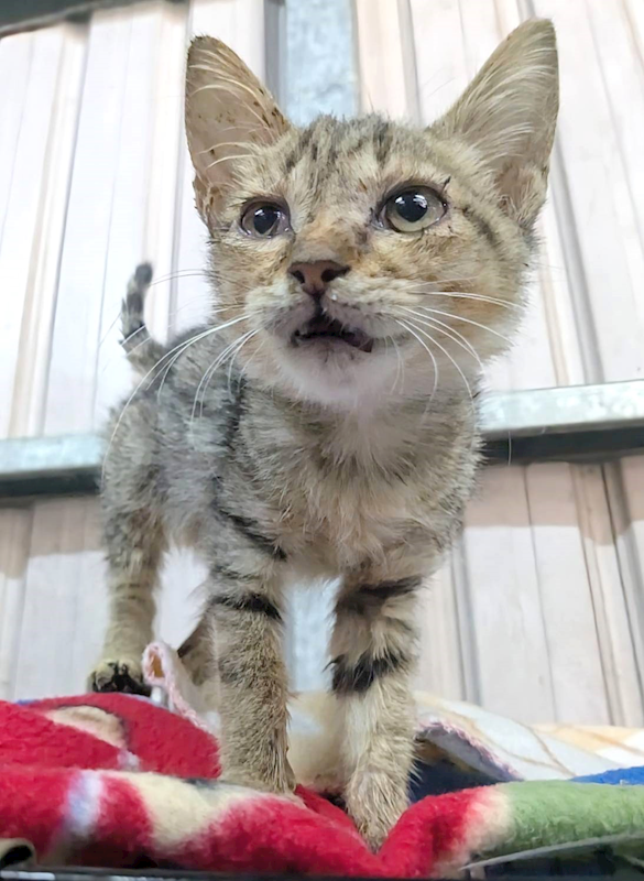 新竹縣動物保護教育園區,編號:431545, 混種貓                 