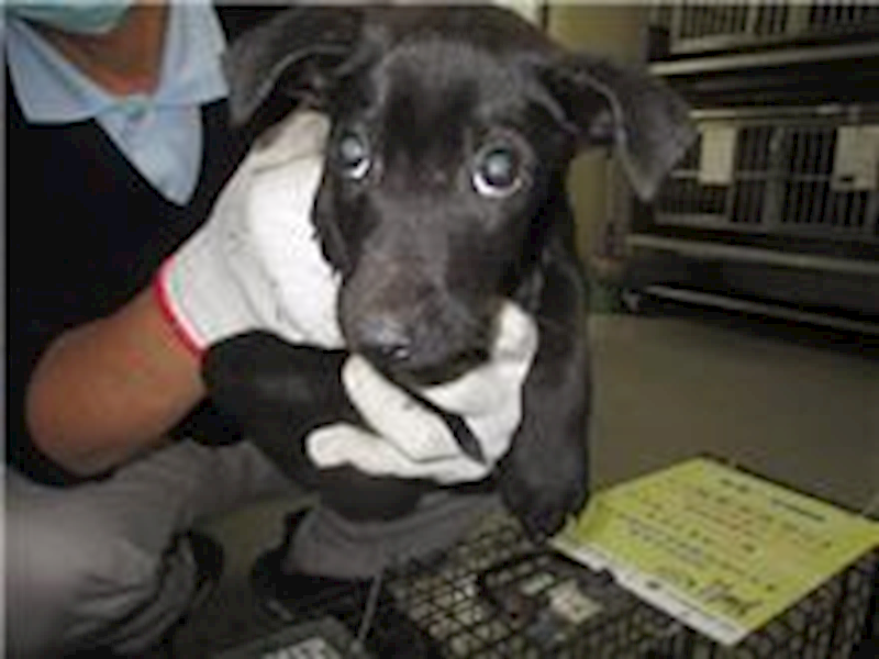 桃園市動物保護教育園區,編號:237163, 混種犬          