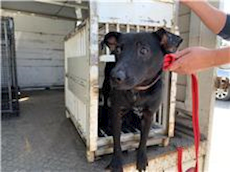 桃園市動物保護教育園區,編號:255519, 混種犬          