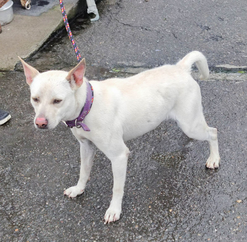新北市中和區公立動物之家,編號:431956, 混種犬          