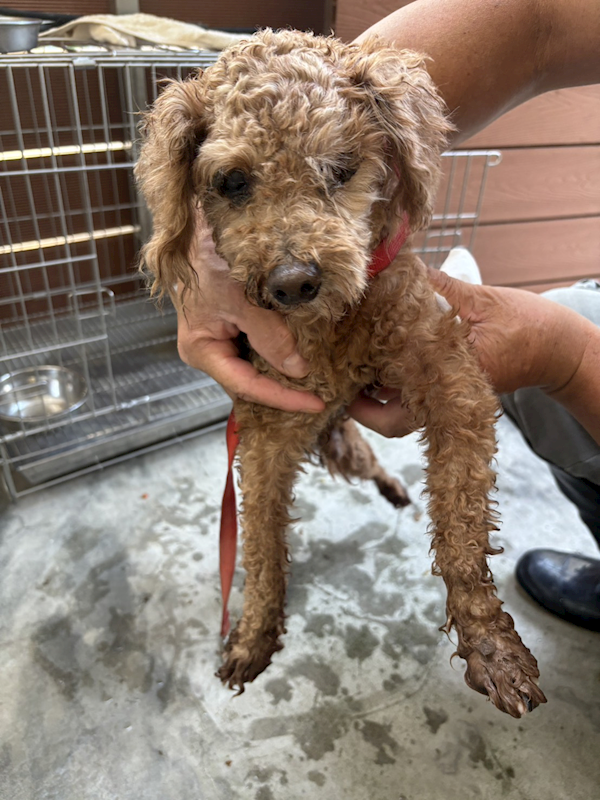 新北市五股區公立動物之家,編號:426261, 迷你貴賓犬