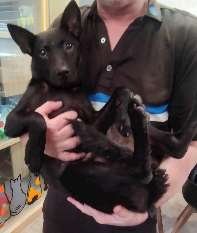 新北市中和區公立動物之家,編號:431943, 混種犬          