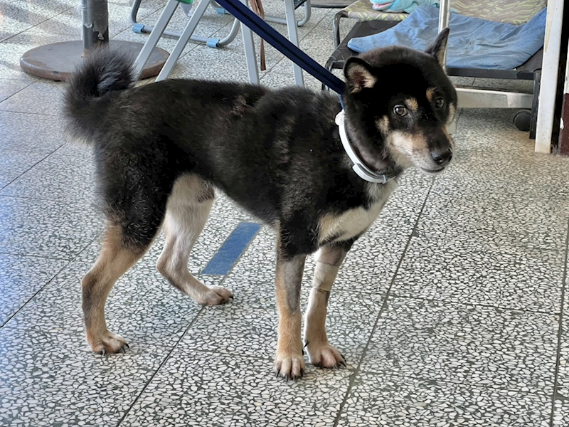 桃園市動物保護教育園區,編號:414595, 混種犬          