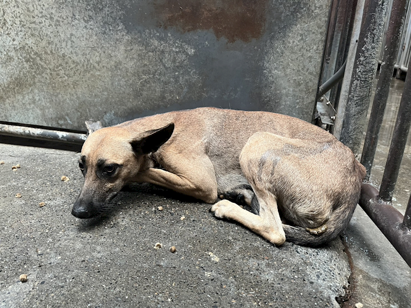 彰化縣流浪狗中途之家,編號:430652, 混種犬          