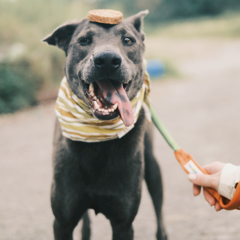 彰化縣流浪狗中途之家,編號:401523, 混種犬          