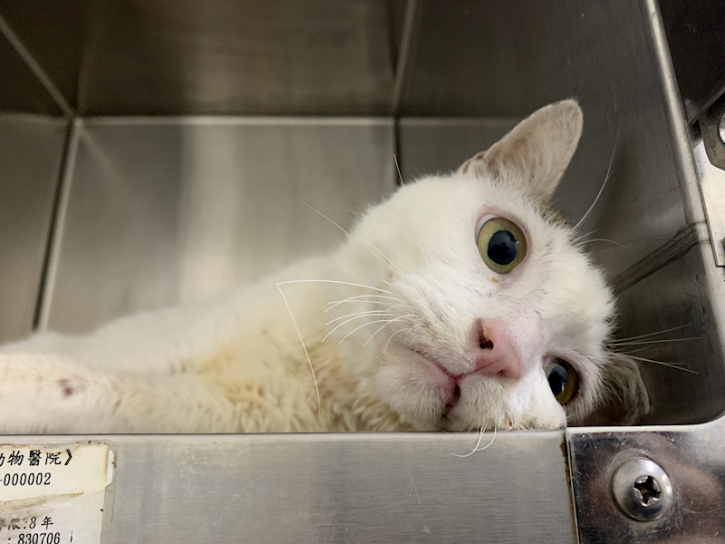 臺北市動物之家,編號:431952, 混種貓                 