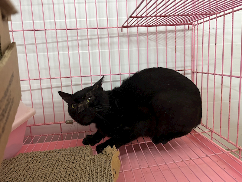 臺北市動物之家,編號:360533, 混種貓                 