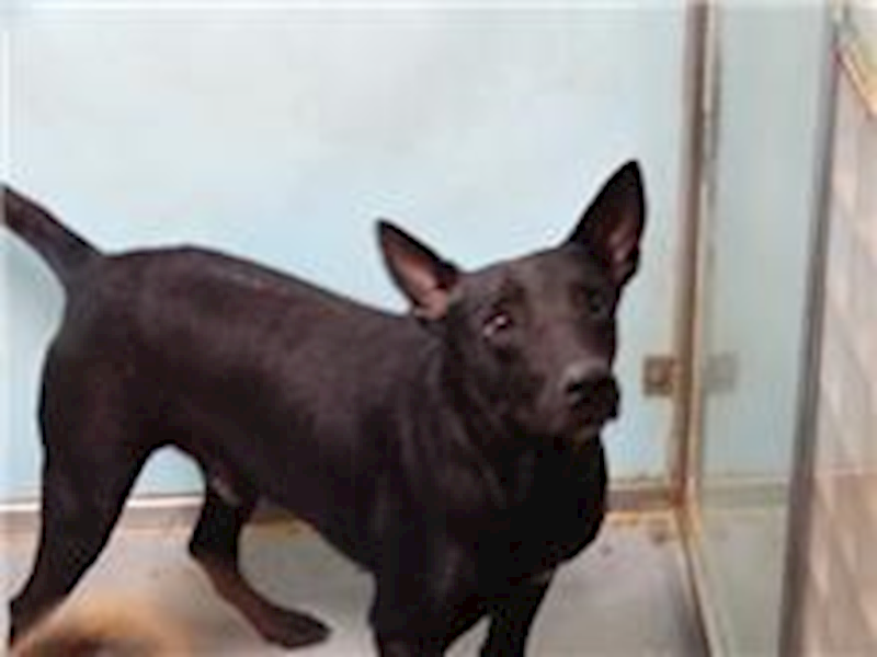 臺北市動物之家,編號:60555, 混種犬          