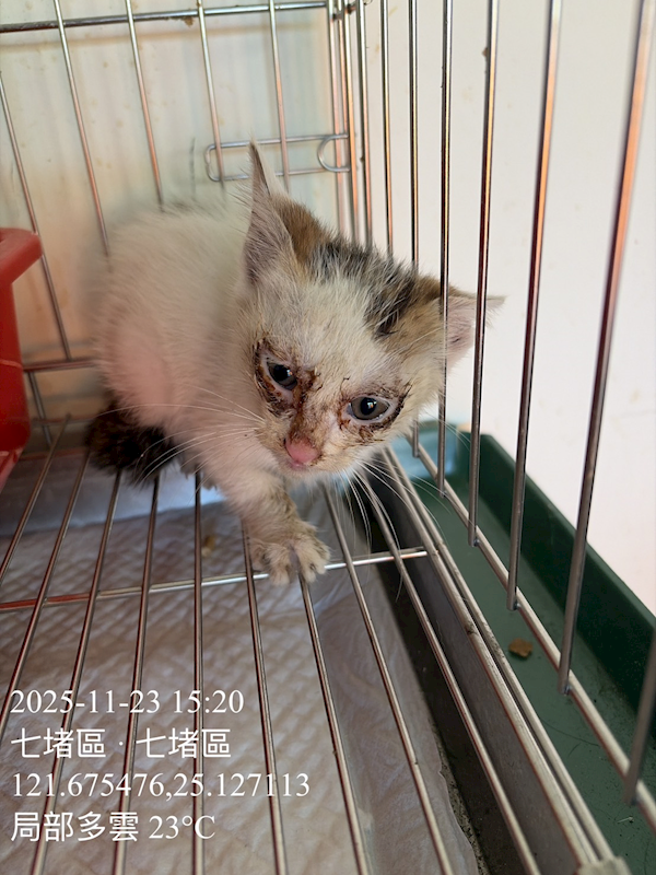 基隆市寵物銀行,編號:431978, 混種貓                 