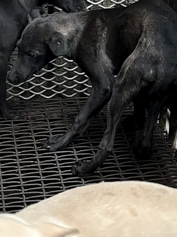 彰化縣流浪狗中途之家,編號:427583, 混種犬          