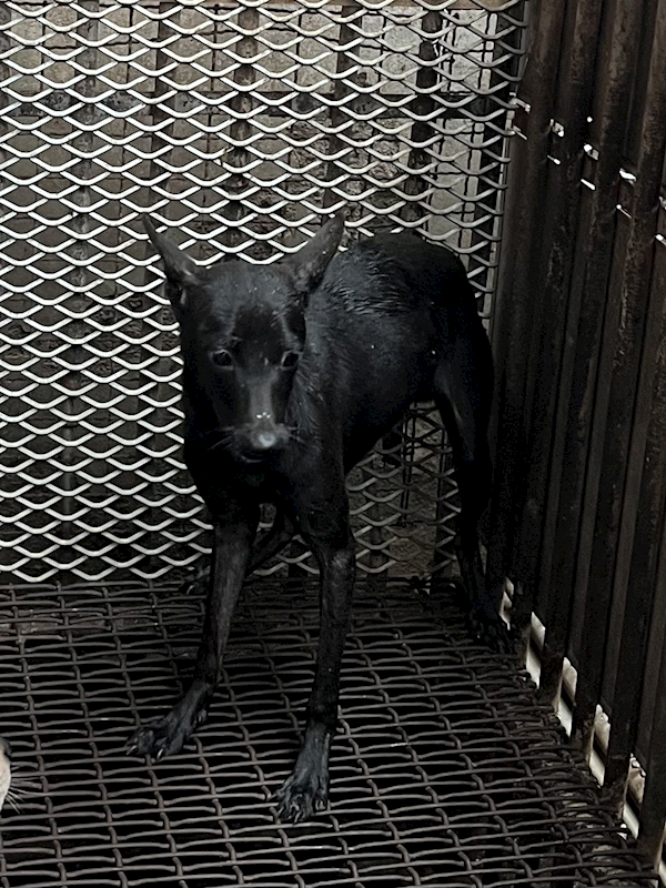 彰化縣流浪狗中途之家,編號:427336, 混種犬          