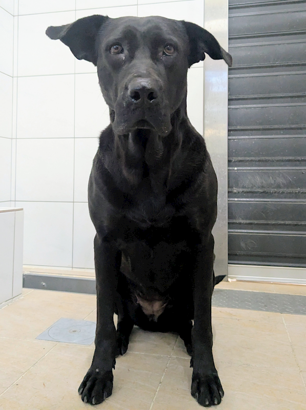 新竹縣動物保護教育園區,編號:431904, 混種犬          