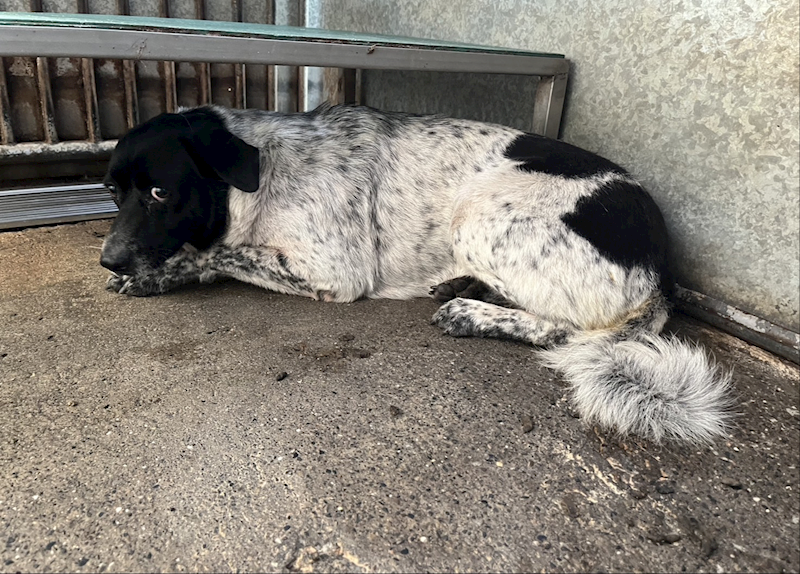 彰化縣流浪狗中途之家,編號:431940, 混種犬          