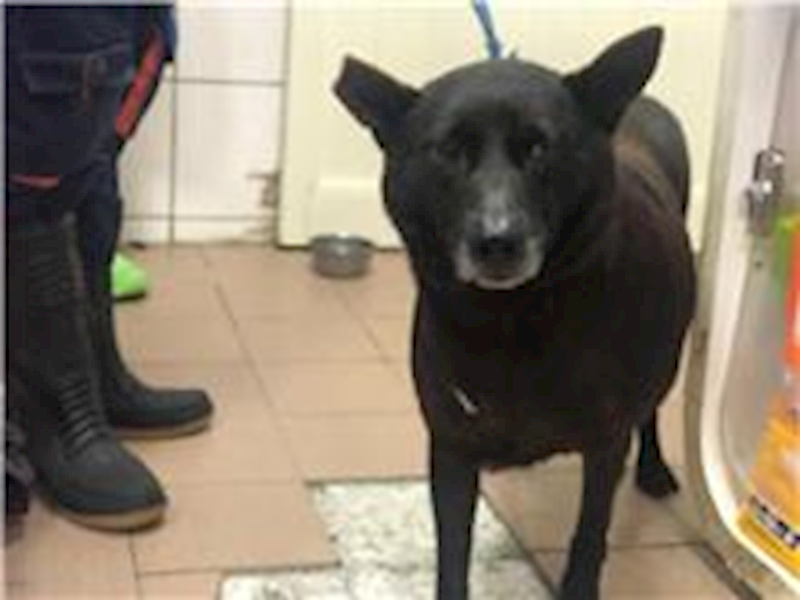 臺北市動物之家,編號:251417, 混種犬          