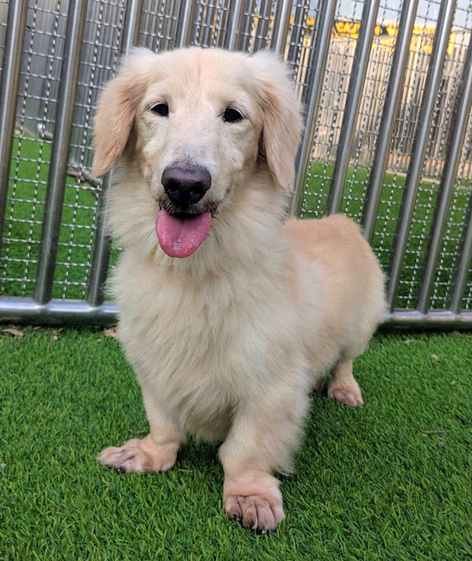 新竹縣動物保護教育園區,編號:432012, 長毛臘腸