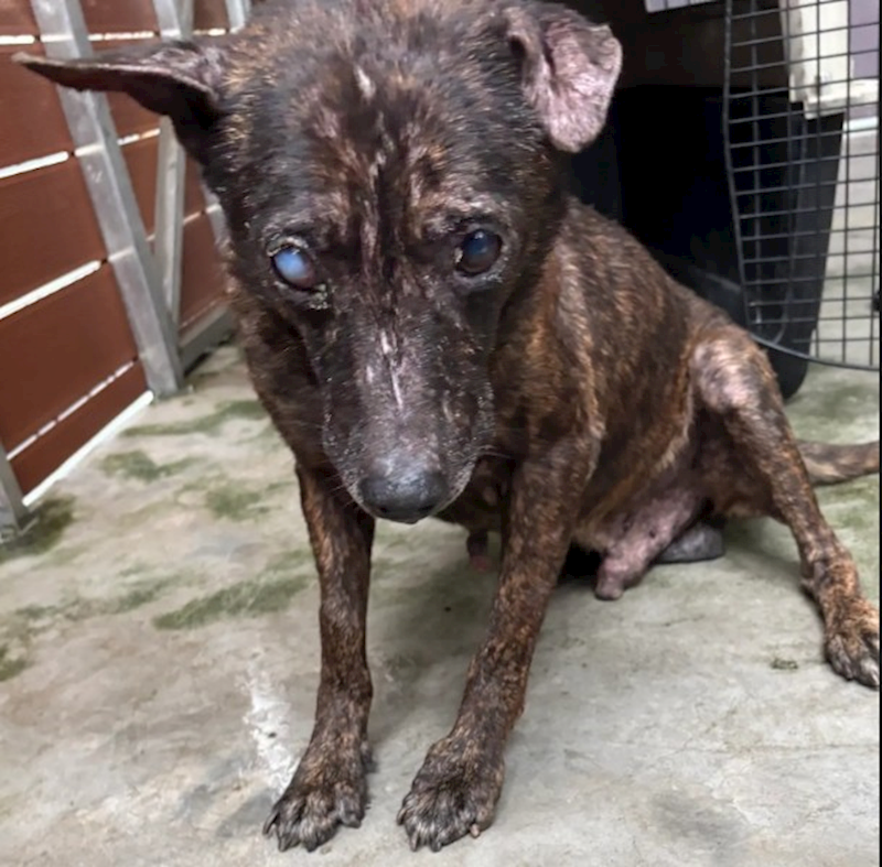 新北市五股區公立動物之家,編號:430360, 混種犬          