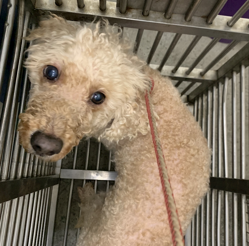 臺北市動物之家,編號:427527, 貴賓犬        