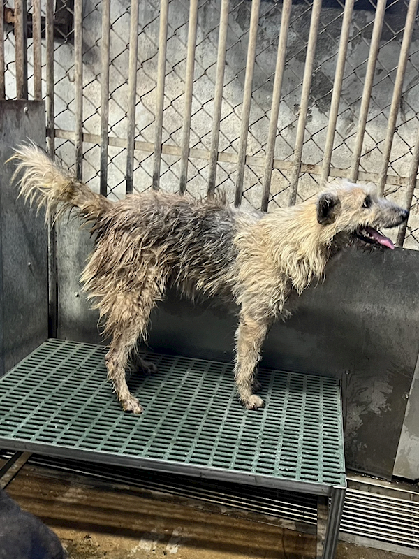 彰化縣流浪狗中途之家,編號:431314, 混種犬          