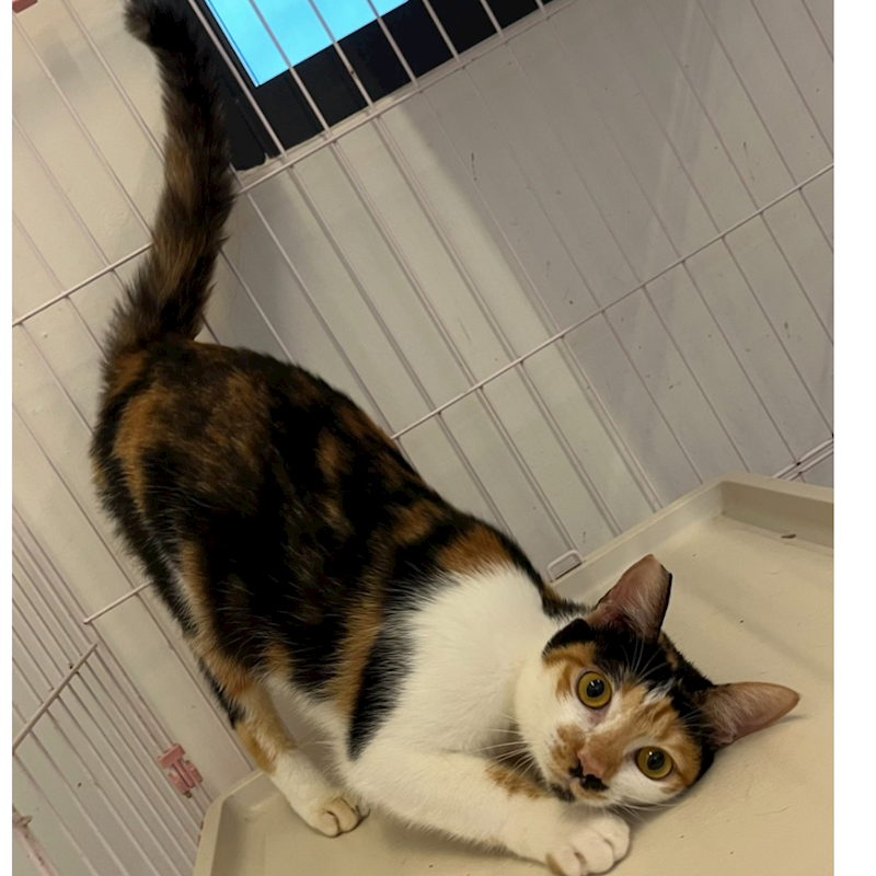 花蓮縣狗貓躍動園區,編號:377616, 混種貓                 