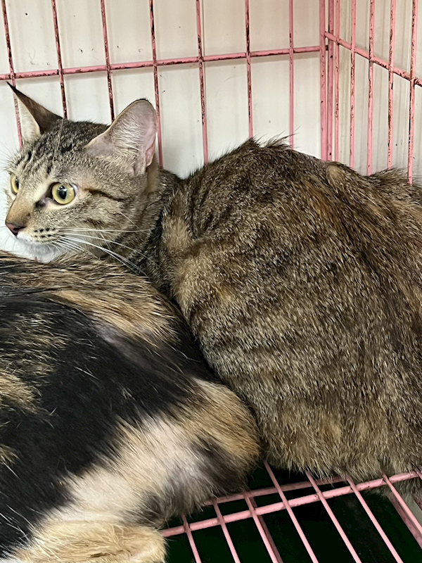 彰化縣流浪狗中途之家,編號:432111, 混種貓                 