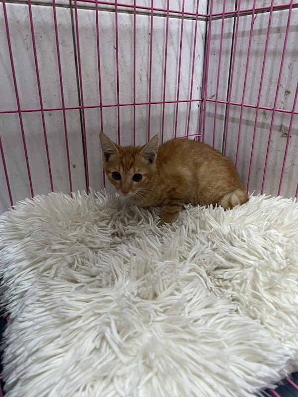 新北市八里區公立動物之家,編號:432070, 混種貓                 