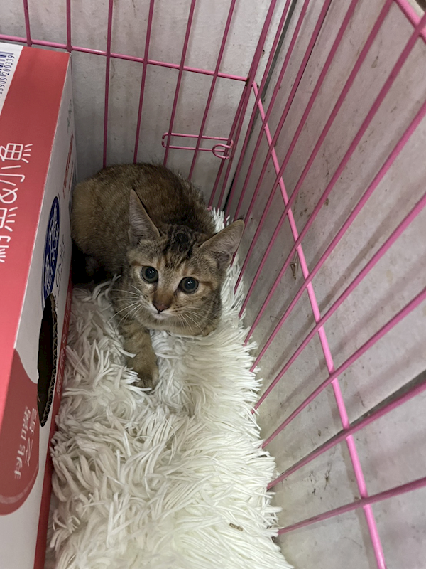 新北市八里區公立動物之家,編號:432073, 混種貓                 