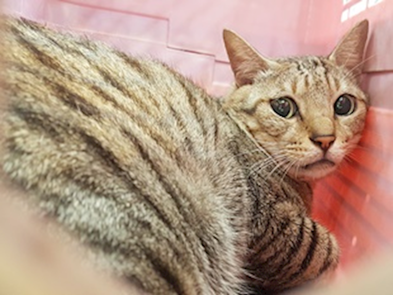臺中市動物之家后里園區,編號:432095, 混種貓                 