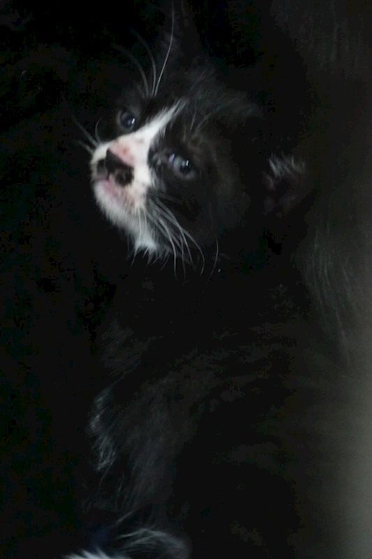 宜蘭縣流浪動物中途之家,編號:432088, 混種貓                 