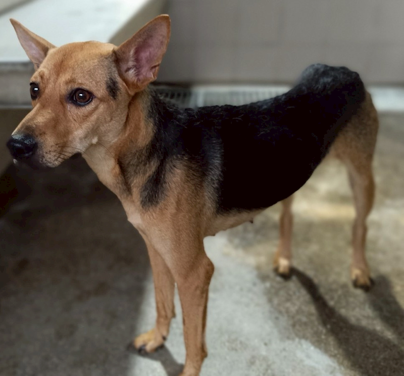 花蓮縣狗貓躍動園區,編號:415964, 混種犬          