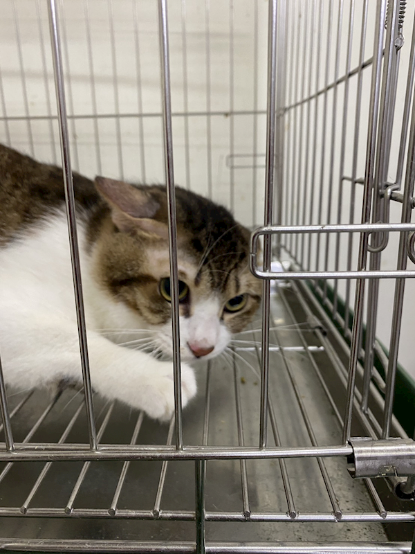 基隆市寵物銀行,編號:431500, 混種貓                 