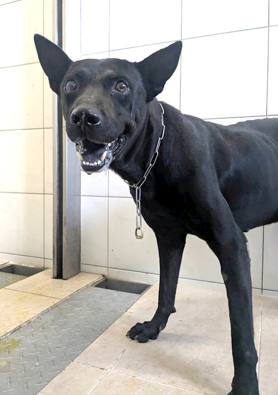 新竹縣動物保護教育園區,編號:432153, 混種犬          