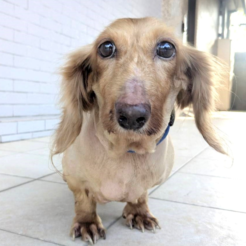 新竹縣動物保護教育園區,編號:432140, 長毛臘腸