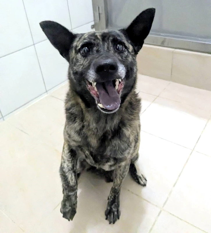 新竹縣動物保護教育園區,編號:432152, 混種犬          