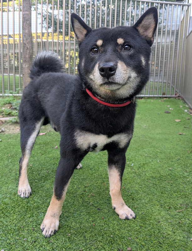 新竹縣動物保護教育園區,編號:432008, 柴犬                  