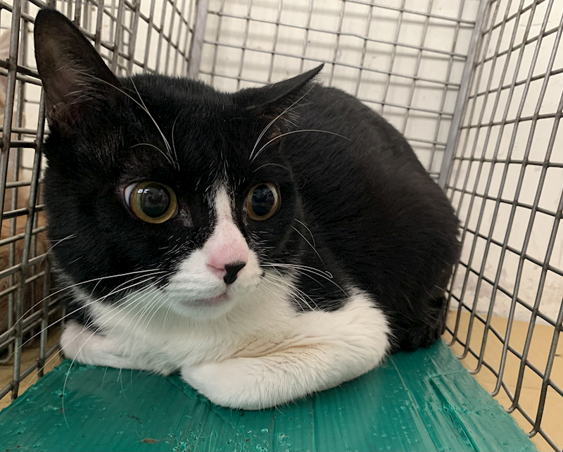 臺北市動物之家,編號:426457, 混種貓                 