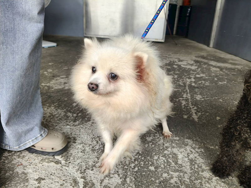 新北市板橋區公立動物之家,編號:432186, 博美犬         