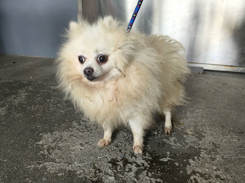 新北市板橋區公立動物之家,編號:432187, 博美犬         