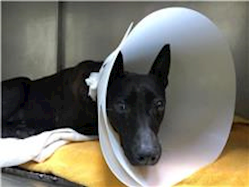 臺北市動物之家,編號:236697, 混種犬          