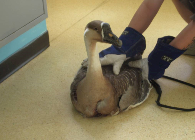 新竹市動物保護教育園區,編號:430793, 未確認