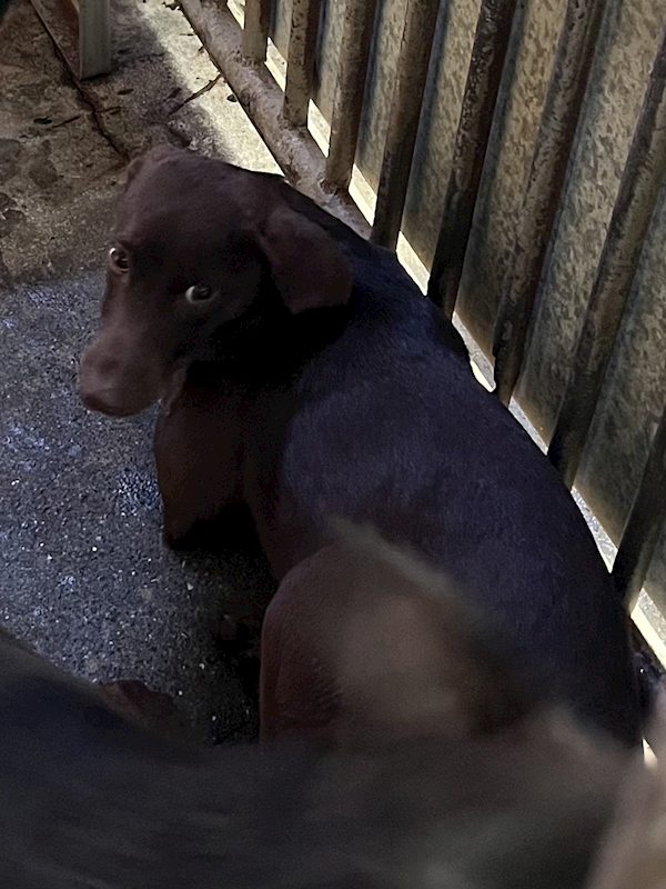 彰化縣流浪狗中途之家,編號:432185, 混種犬          