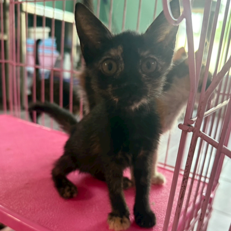 臺南市動物之家善化站,編號:426430, 混種貓                 