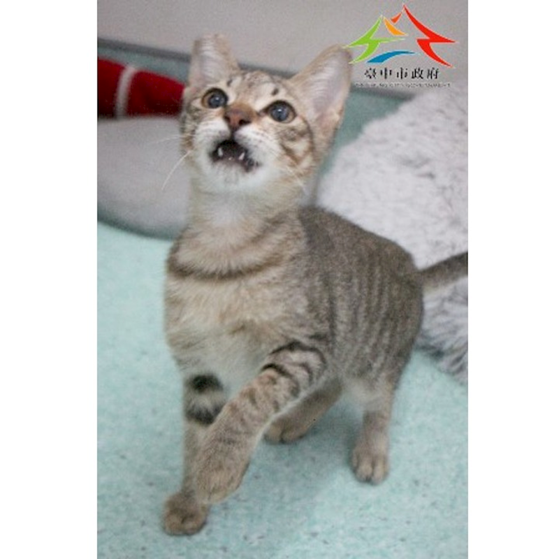 臺中市動物之家后里園區,編號:430734, 混種貓                 