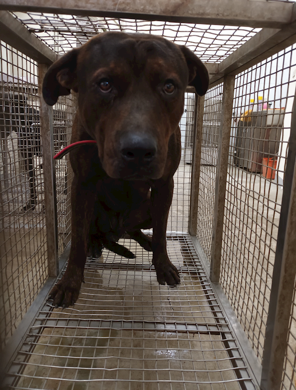 嘉義縣動物保護教育園區,編號:432163, 混種犬          