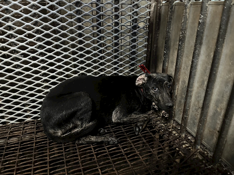 彰化縣流浪狗中途之家,編號:431936, 混種犬          