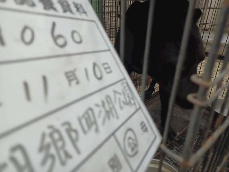 雲林縣流浪動物收容所,編號:431763, 混種犬          