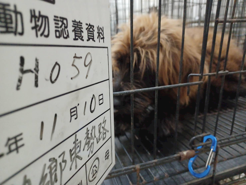 雲林縣流浪動物收容所,編號:431759, 混種犬          