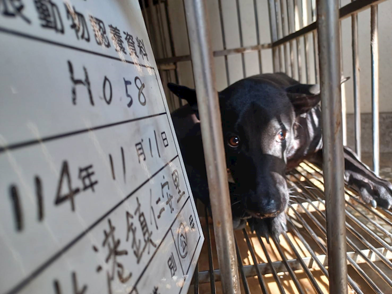 雲林縣流浪動物收容所,編號:431756, 混種犬          